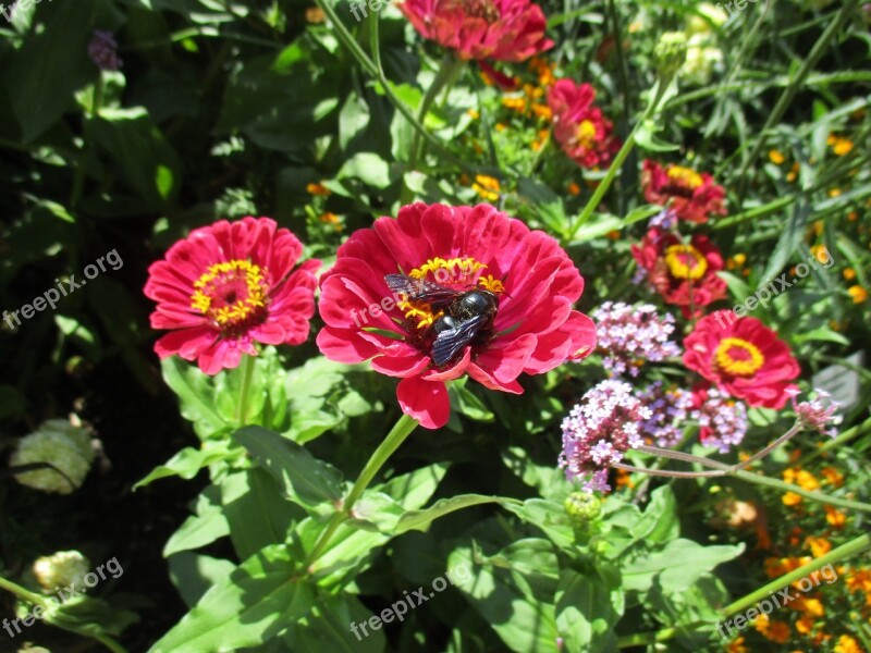 Carpenter Bee Insect Nature Blossom Bloom