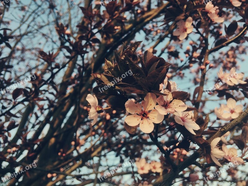 Blossom Spring Flowers Cherry Garden