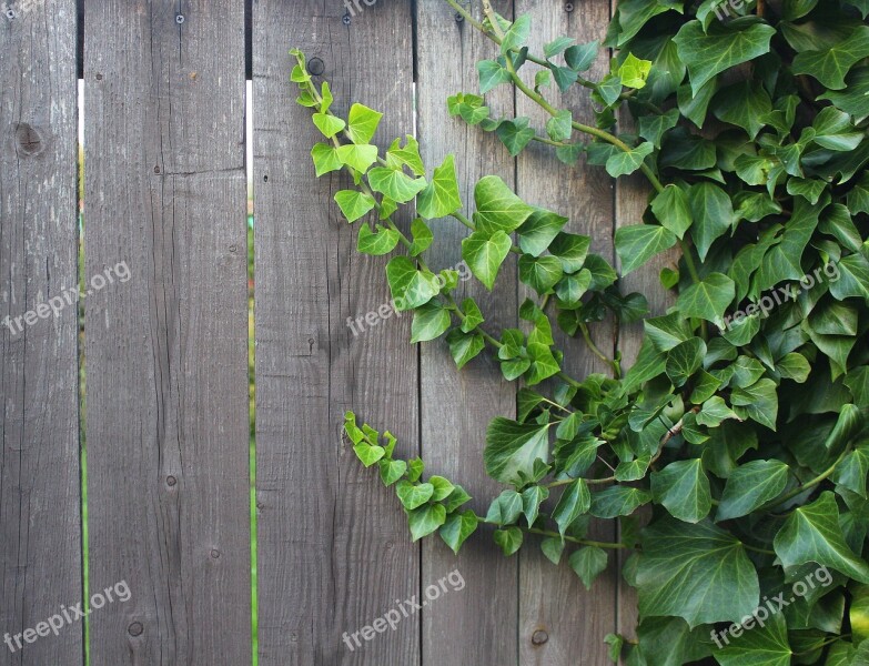 Creeper Ivy Foliage Decoration Plant