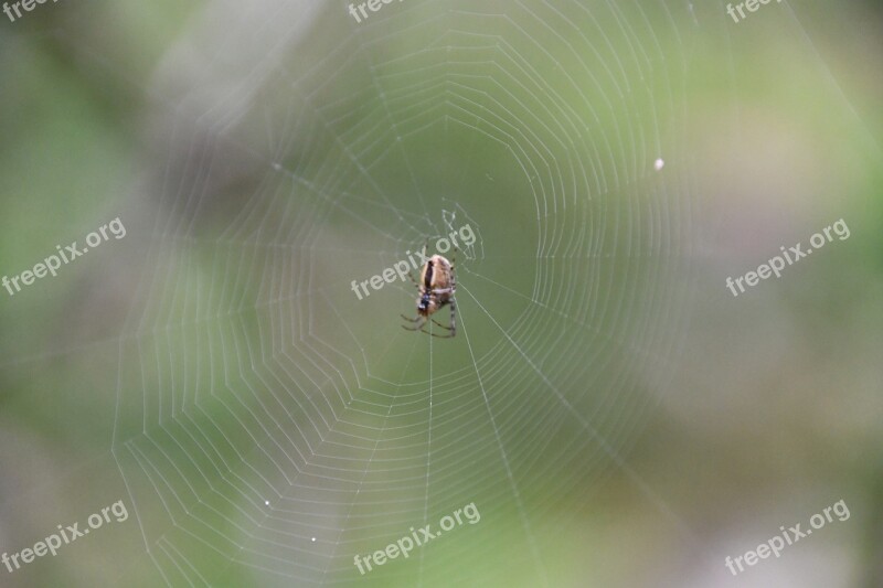 Spider Nature Cobweb Animal Insect