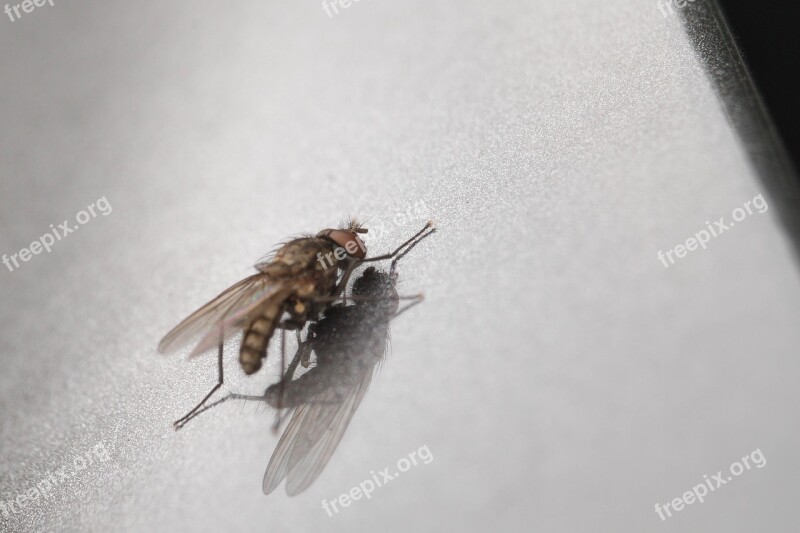 Fly Macro Insect Nature Close Up