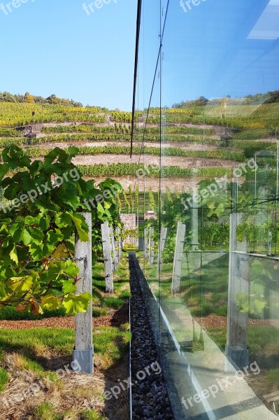 Mirror Image Vineyard Rebstock Free Photos