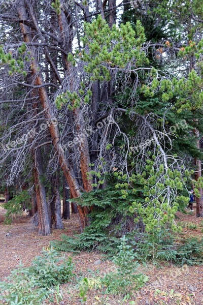 Trees Twisted Branches Trunk Forest