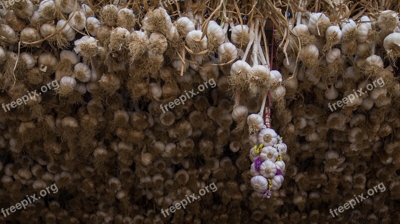 Pink Garlic Lautrec Tarn Occitania France