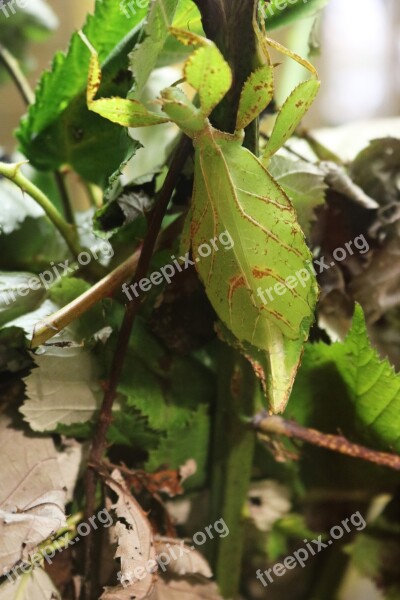 Phylliidae Leaf Bug Bug Leaf Insect