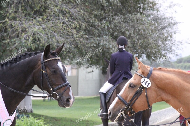 Horse Dressage Horse Show Friends Free Photos