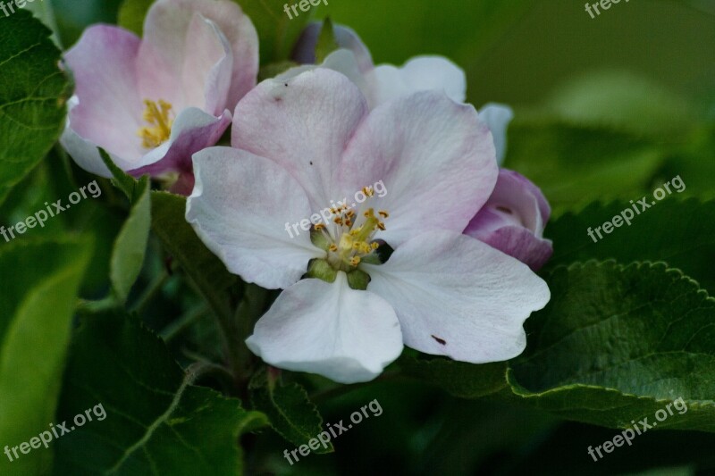 Apple Blossom Spring Pink Flower Natural Flower