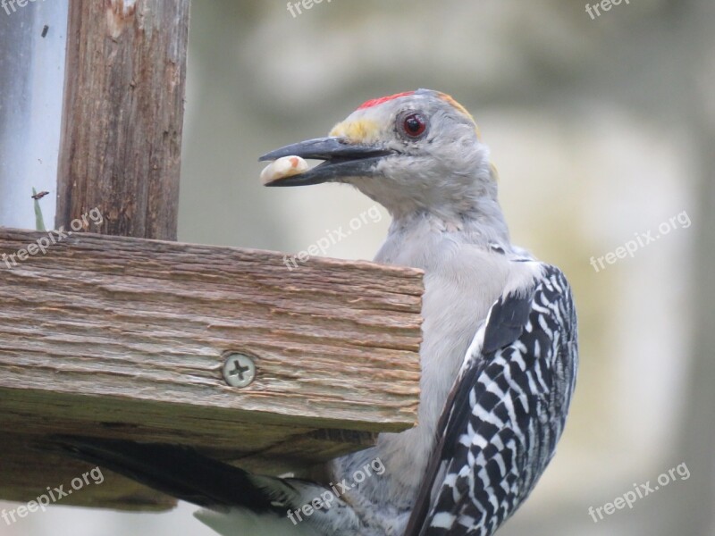 Bird Woodpecker Up Close Wildlife Free Photos