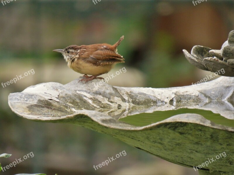 Bird Brown And Tan Cute Wildlife Free Photos