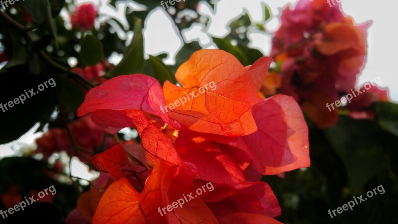 Leaves Red Bright Colors Leafs Free Photos