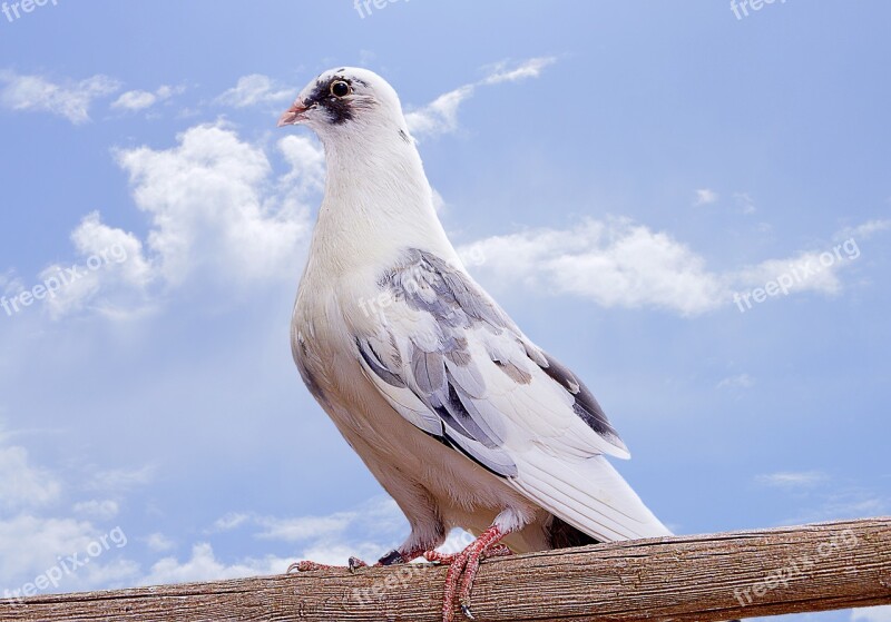 Paloma Ave Bird Feathers Animals