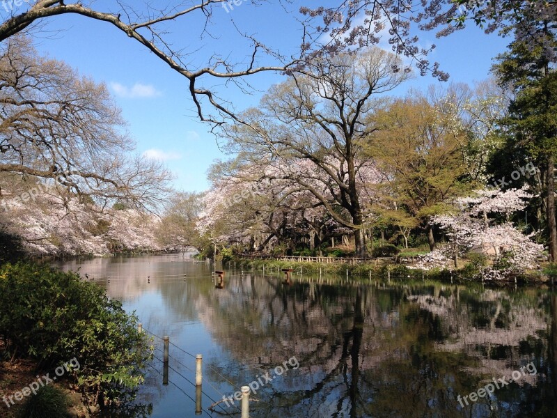 Cherry Blossoms Flowers Spring Pond Free Photos