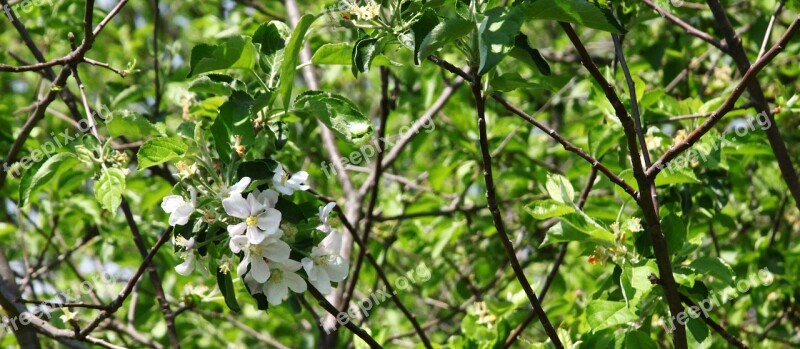 Apple Blossom Appomattox Apple Tree Outdoors Blossoms