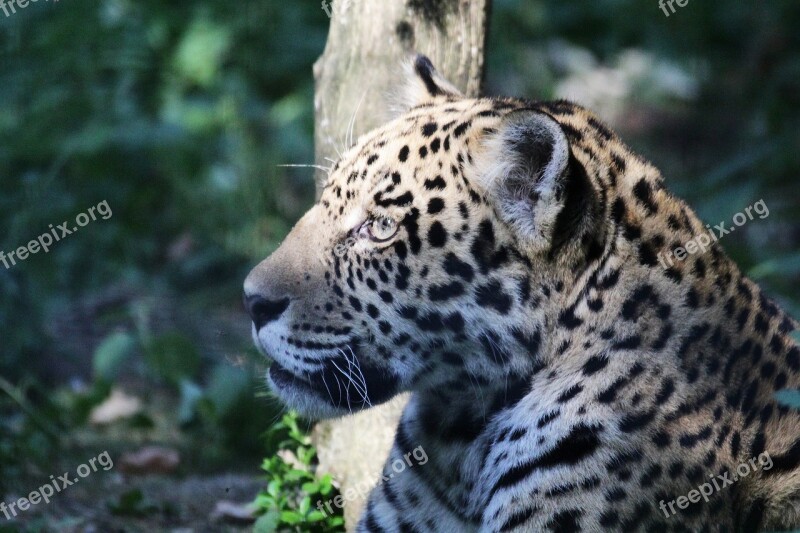 Leopard Animal Animal Park Tawny Animals