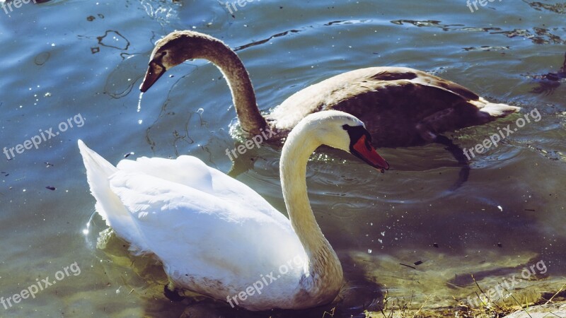 Swan Young Swan Baby Swan Animal Children Swan Family