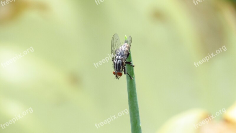 Fly Insect Fly The Brazilian Chives Free Photos