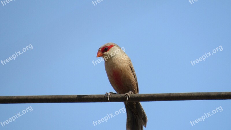 Birds Nature Animals Tropical Birds Birdie