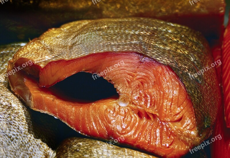 Eel Freshwater Eel Filleted Fillet Bone Fish