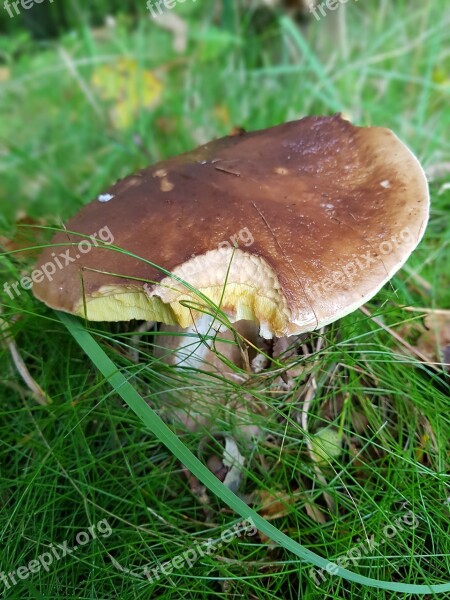 Porcini Mushrooms Autumn Nature Forest Mushroom