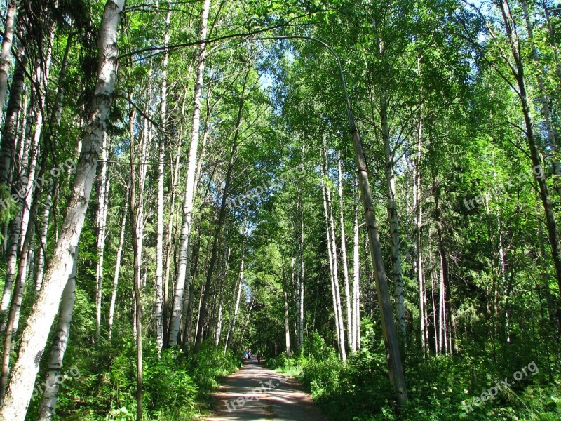 City Park Forest Trees Sun Nature