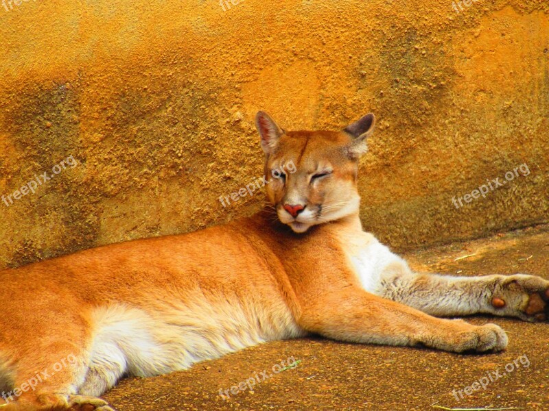 Ounce Puma Animal Zoo Nature