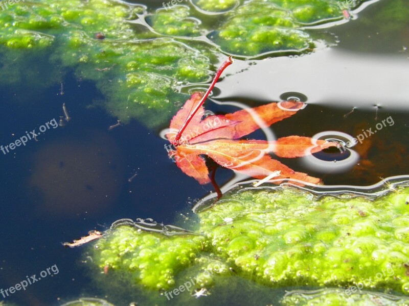 Red Green Leaf Algae Nature