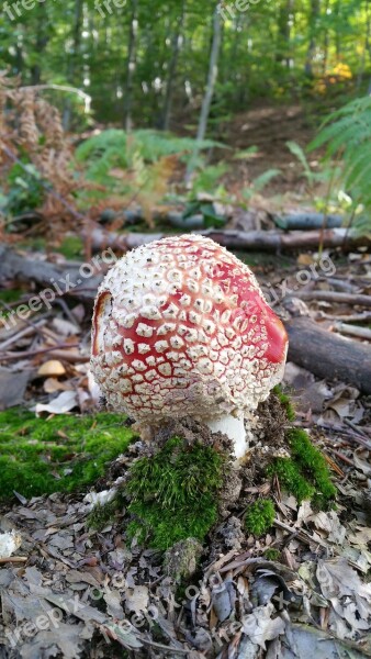 Mushroom Forest Nature Mushrooming Autumn