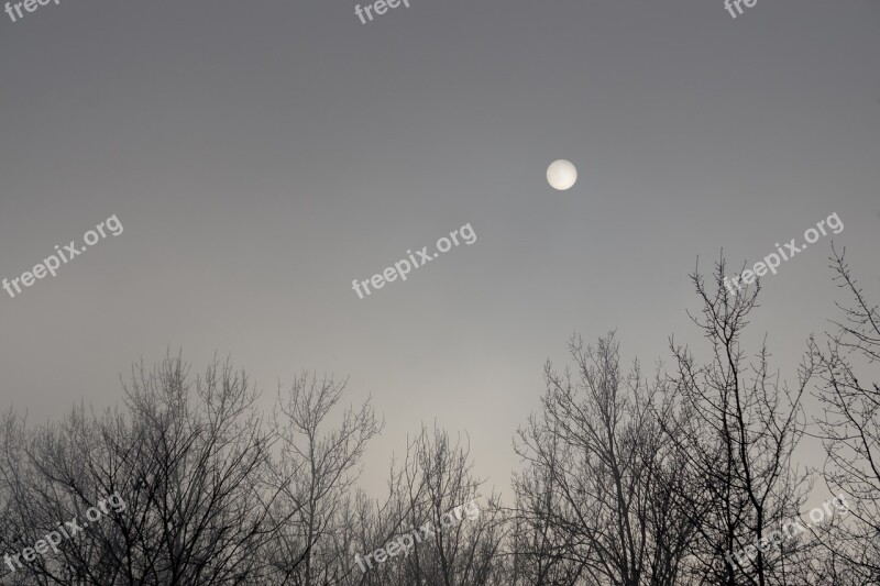 The Fog The Sun Czaro White Tree View