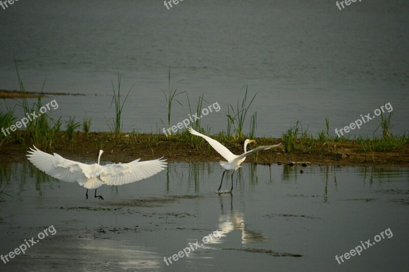 Studies New Birds Stork Two Solutions