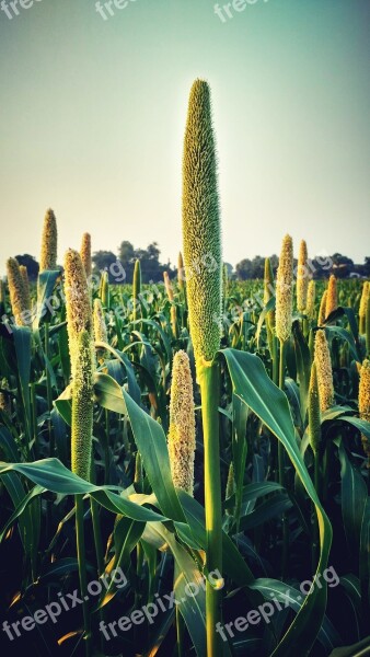 Crops Green Farm Pear Millet Millet