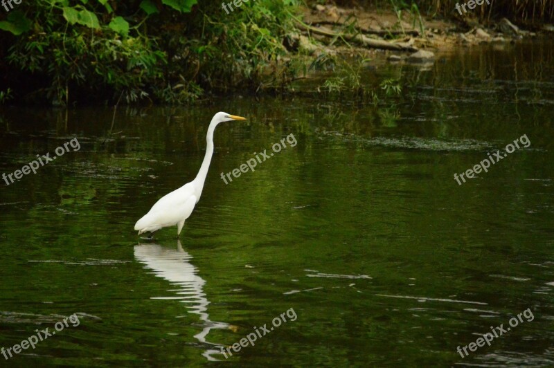 Studies New Nature Republic Of Korea Stork