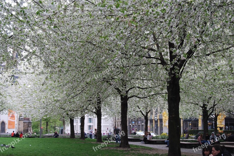 Leipzig Avenue Blossom Trees Park