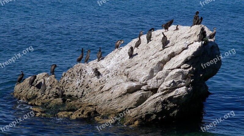 Sea Scoglio Birds Free Photos