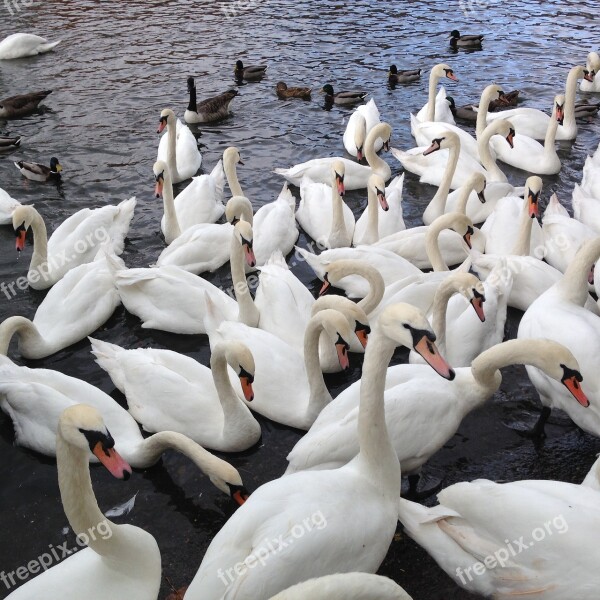 Swans Wild Birds Nature Water River Thames