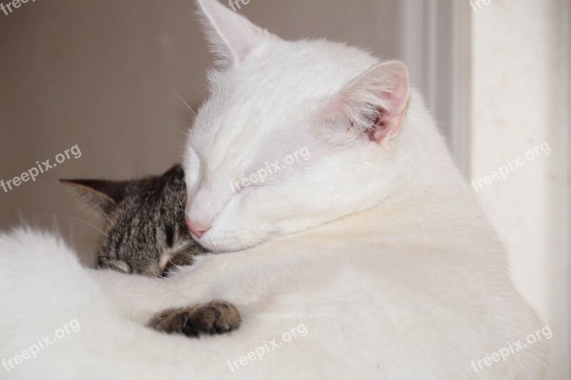 Cat Kitty White Cat Snuggle Sleep