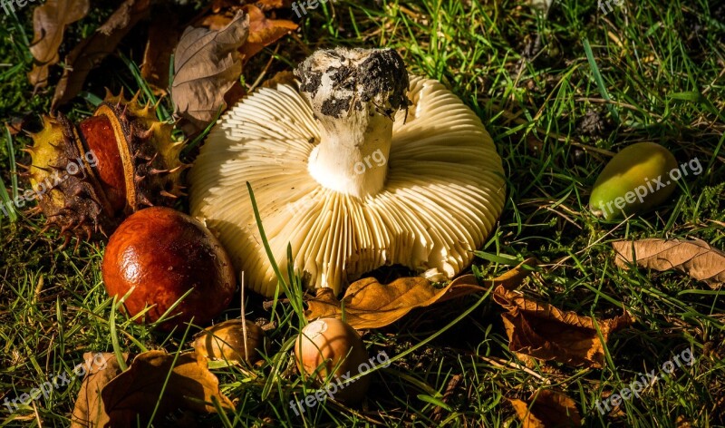 Autumn Fall Conker Mushroom Seasonal