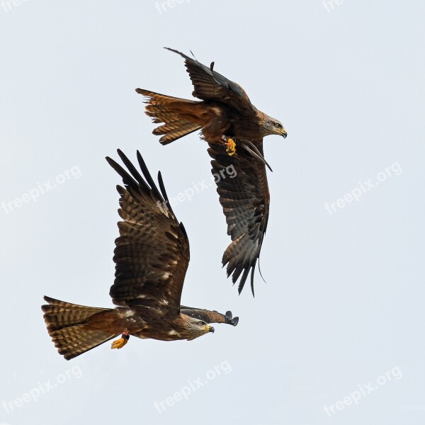 Buzzard Raptor Flight Two Bird