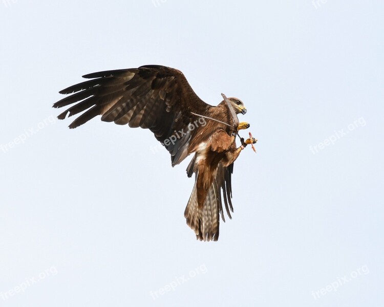 Buzzard Raptor Flight Bird Sky