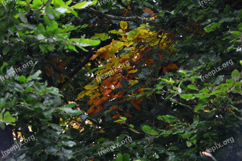 Leaf Leaves Autumn Forest Green Leaves