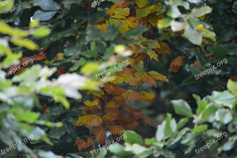 Leaf Leaves Autumn Forest Green Leaves