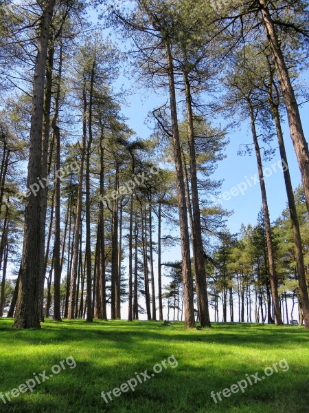 Trees Tall Sky Reaching Forest