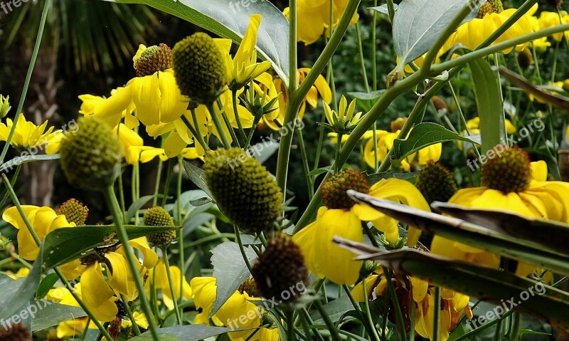 Flowers Yellow Yellow Flowers Yellow Flower Flower