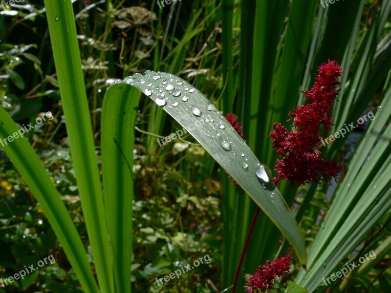 Leaf Drop Of Water Raindrop Dew Macro