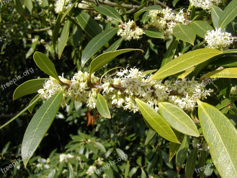 Osmanthus Autumn Plant Flower China