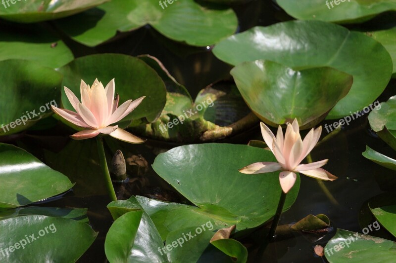 Qiangling Shan Park The Scenery Flower Free Photos