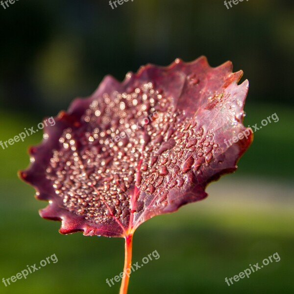 Leaf Autumn Autumn Leaves Colorful Nature