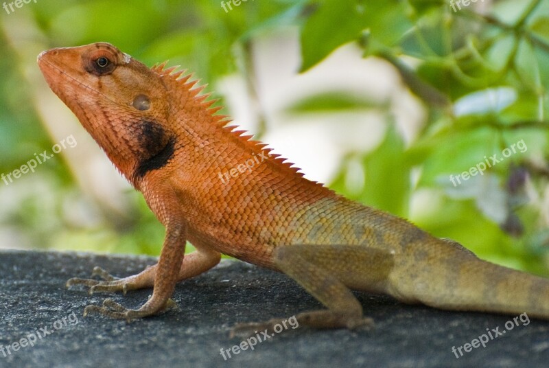 Garden Fence Lizard Thailand Asia Calotes Fence