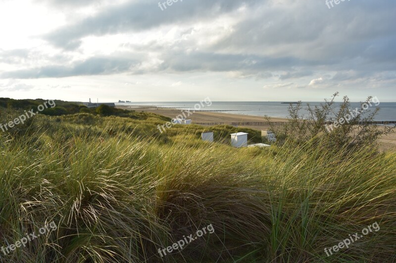 Dune Grass North Sea Dune Landscape Netherlands Breskens