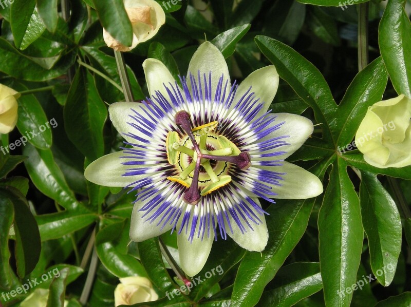 Passion Flower Summer Colorful Bloom Nature