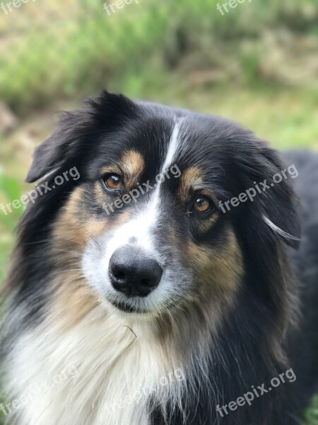 Australian Shepherd Portrait Beauty Dog